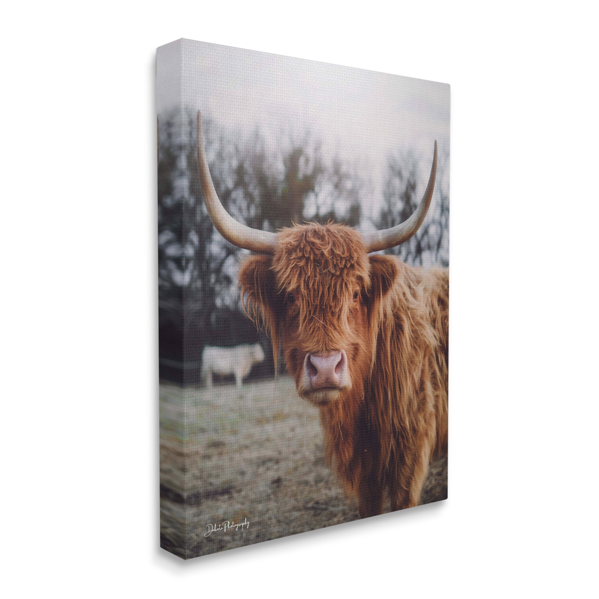 Stupell Industries Highland Cattle Cow Gazing Warm Sunny Portrait Photograph Gallery Wrapped Canvas Print Wall Art, Design by Dakota Diener