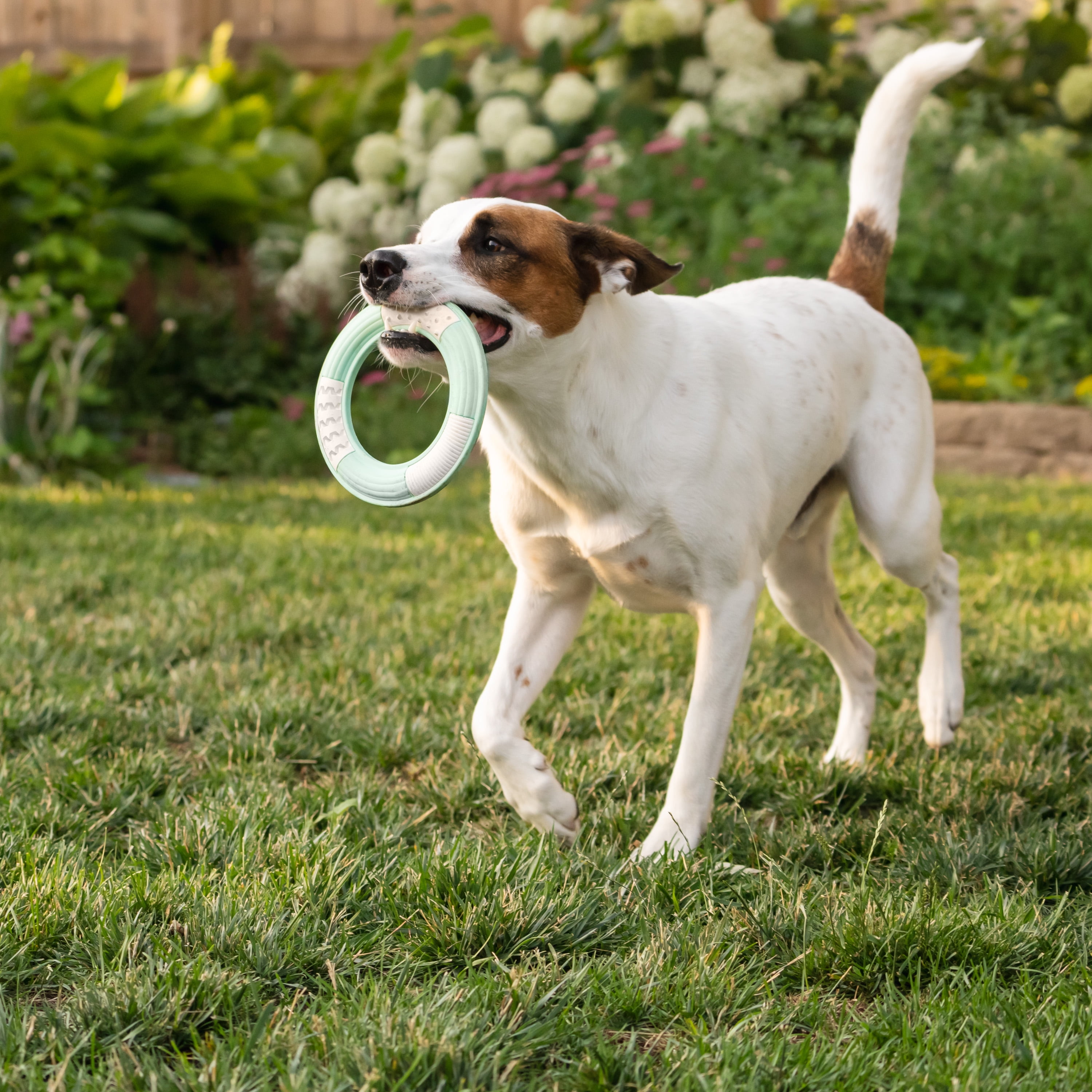Chew King By Mammoth Dental Dog Toy Collection, Ring Clinically Proven to Remove Plaque