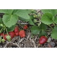thumbnail image 4 of Supersweet Everbearing Strawberry Plant-two (2) Live Plants - Not Seeds -Each 5"-7" Tall in 3.5 Inch Pots, 4 of 5