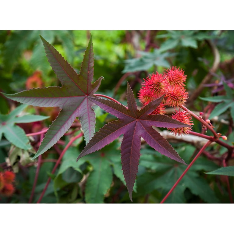 Castor Plant Seeds (Ricinus communis) 10 Seeds (6 Grams) - Mole Plant -  Walmart.com