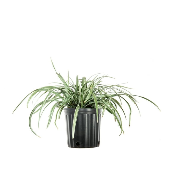 1 Gal. Aztec Grass - Variegated Ornamental Grass - Drought Tolerant