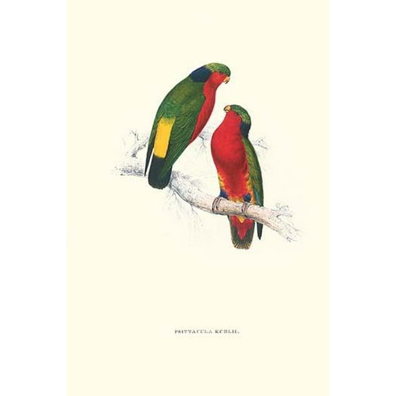 Kuhl's Parakeet - Vini Kuhli-Fine Art Canvas Print (20" x 30")