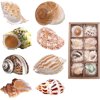 Sinkoo 8 Pcs Hermit Crab Shells Medium to Large Growth Turbo Seashells 1"-2" Openning Size Natural Decoration Hermit Crab Supplies Turbo Growth Shells