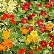 Nasturtium Alaska Mix Flower Seeds, 50 Heirloom Seeds Per Packet