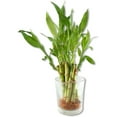 thumbnail image 2 of Lucky Indoor Bamboo - Live Plants - Ships Bare Root - 10-Pack of 4 Inch Straight Stalks - Air Purifying Feng-Shui Zen Garden Houseplants, 2 of 5