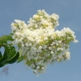 thumbnail image 3 of Brighter Blooms - Natchez Crape Myrtle Tree, 1-2 ft. - No Shipping To AK, AZ, HI, OR, 3 of 4