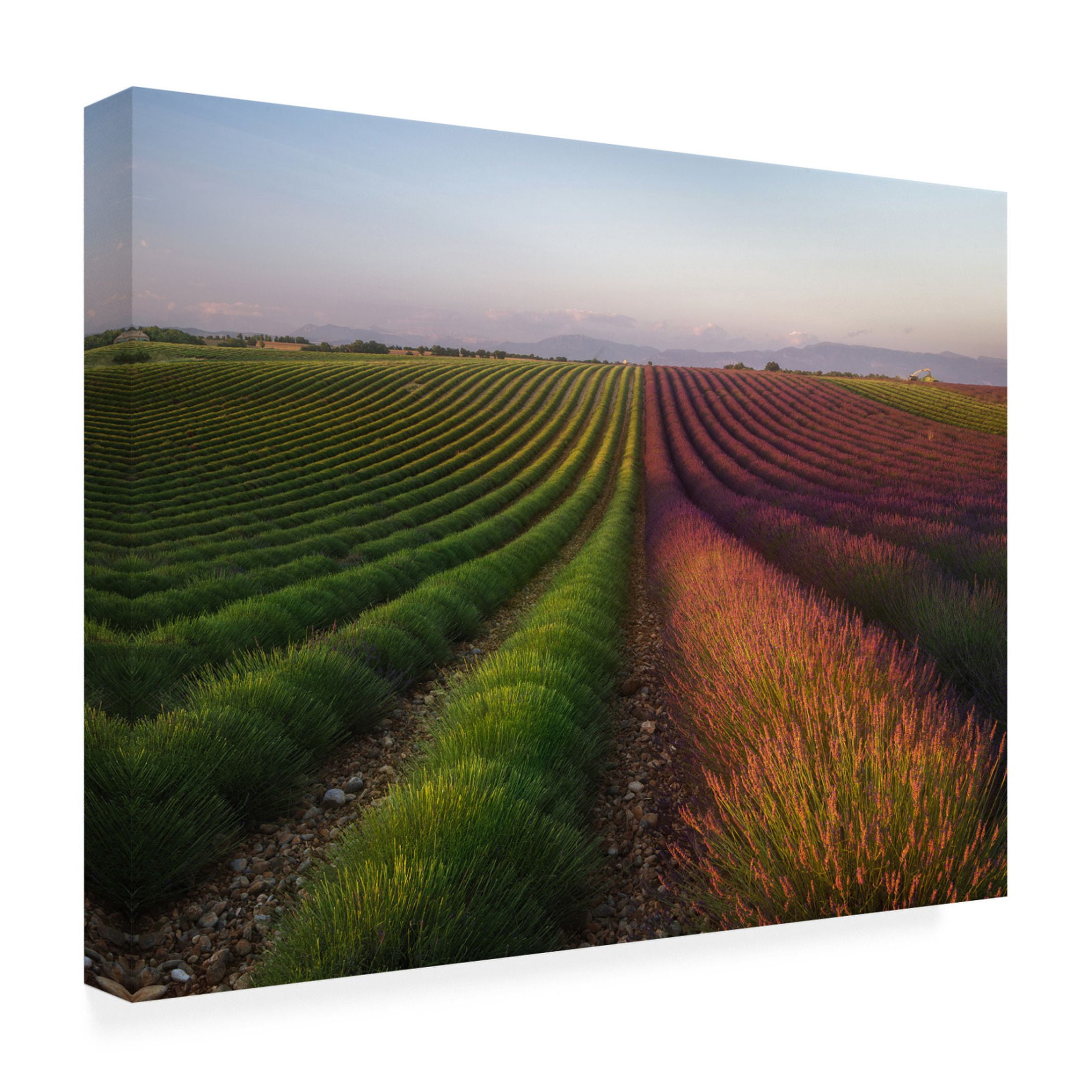 Canvas Wall Art - Rostovskiy Anton 'Field Of Lavender' Wall Art for Living Room, Bedroom, or Office Décor by Trademark Fine Art - 32 x 24 Inches