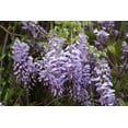 Seed Pack Wisteria 5 Seeds fragrant Purple vine sun or shade