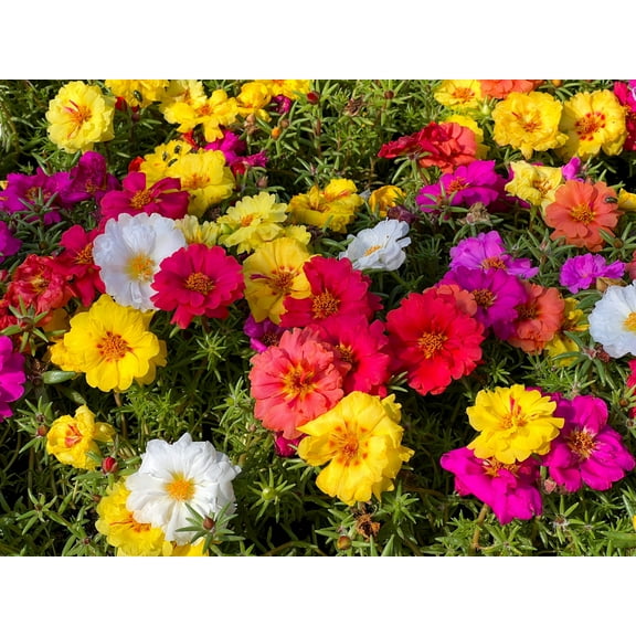 100 Mixed Colors PORTULACA MOSS ROSE Flower Seeds