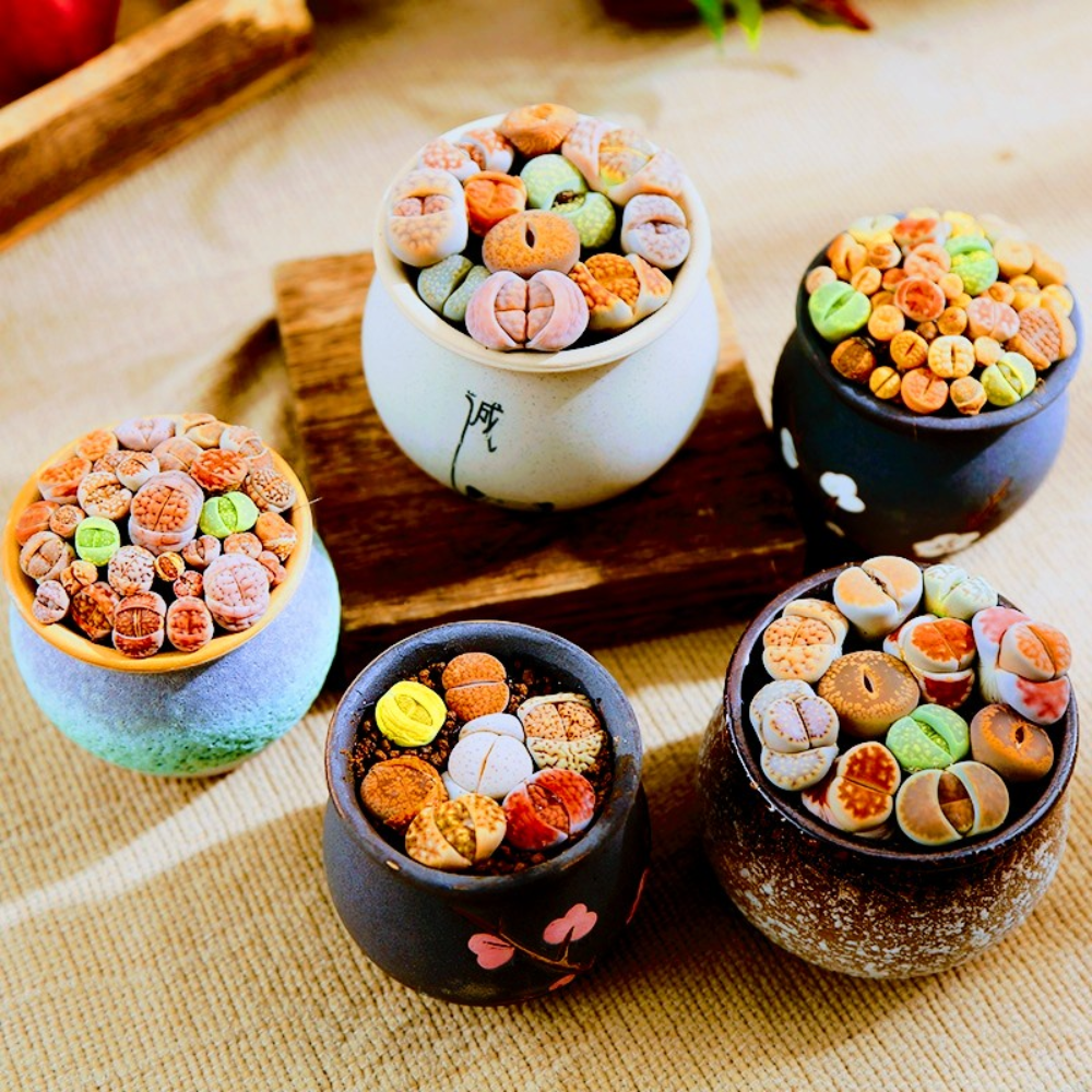 10 Large Lithops Live Plants Mix, Colorful Lithops Succulents Plants Live, Rocks Living Stones Succulent for Planting Indoors Outdoors