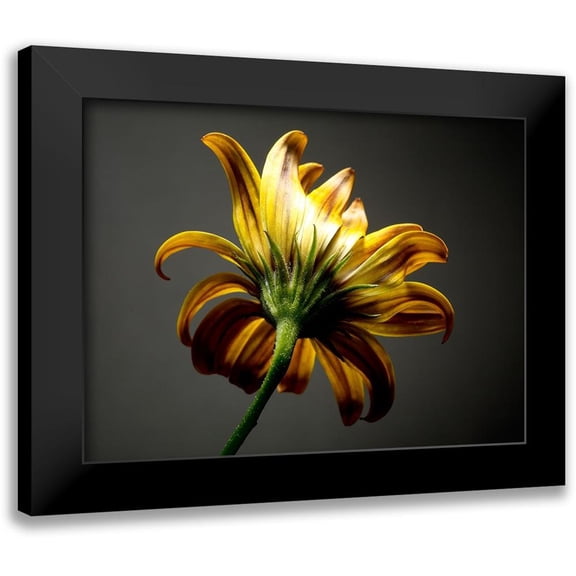 McLoughlin, James 14x12 Black Modern Framed Museum Art Print Titled - Studio Flowers III