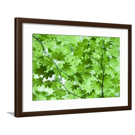- USA, California, Redwoods NP. Spring Canopy of Vine Maple Leaves Framed Print Wall Art By Jean Carter