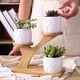 thumbnail image 2 of Cute Owl Pot Succulent Cactus Planter Flowerpot Set With Bamboo Shelf Tray Decor, 2 of 5