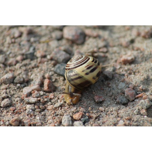 Laminated Poster Nature Snail Land Snail Animals Shell Mollusk Poster Print 20 X 30 Walmart Com Walmart Com
