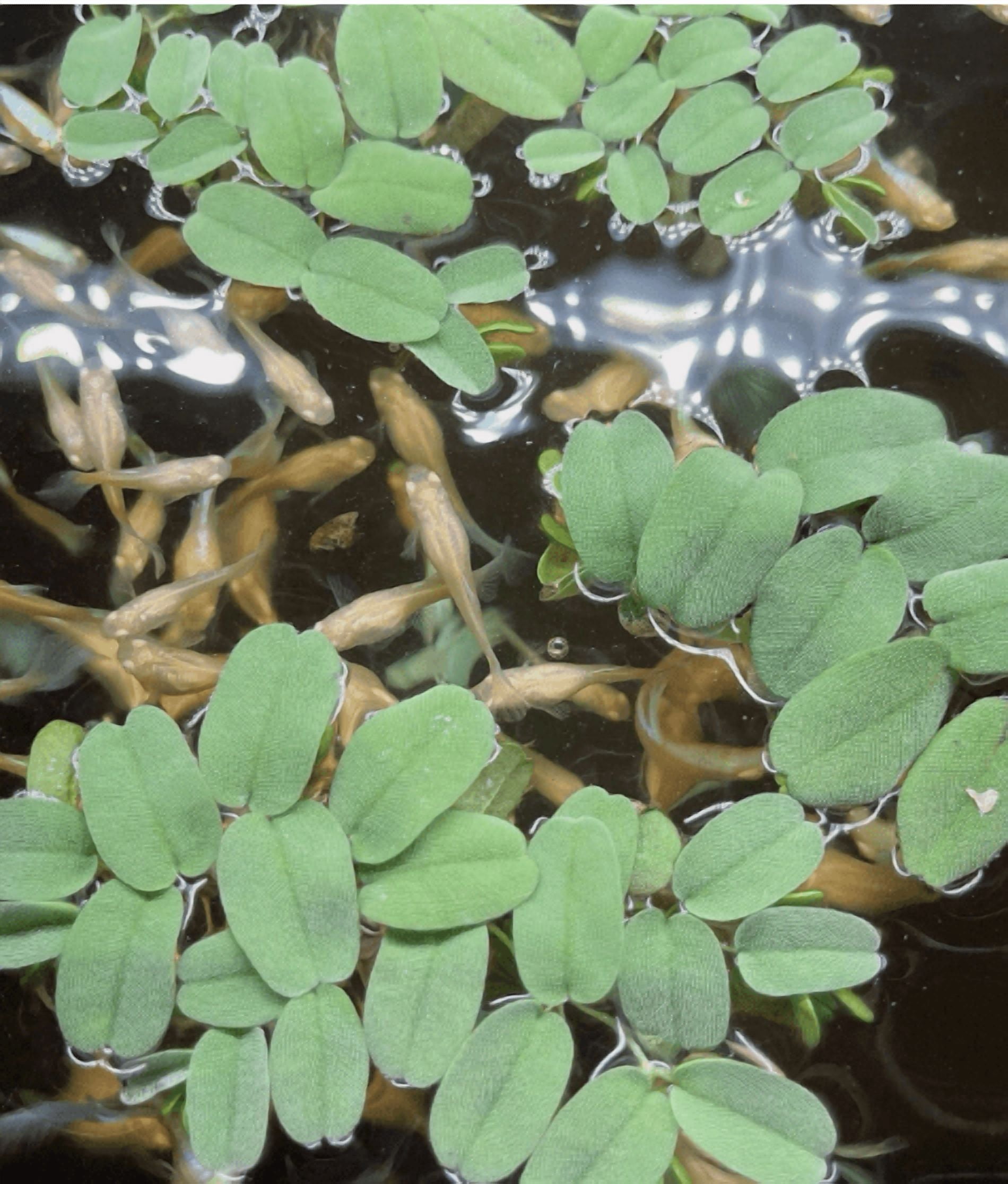 30+ Leaves Salvinia oblongifolia Live Aquarium Floating Plant | Easy Care | Natural Fish Tank Plant