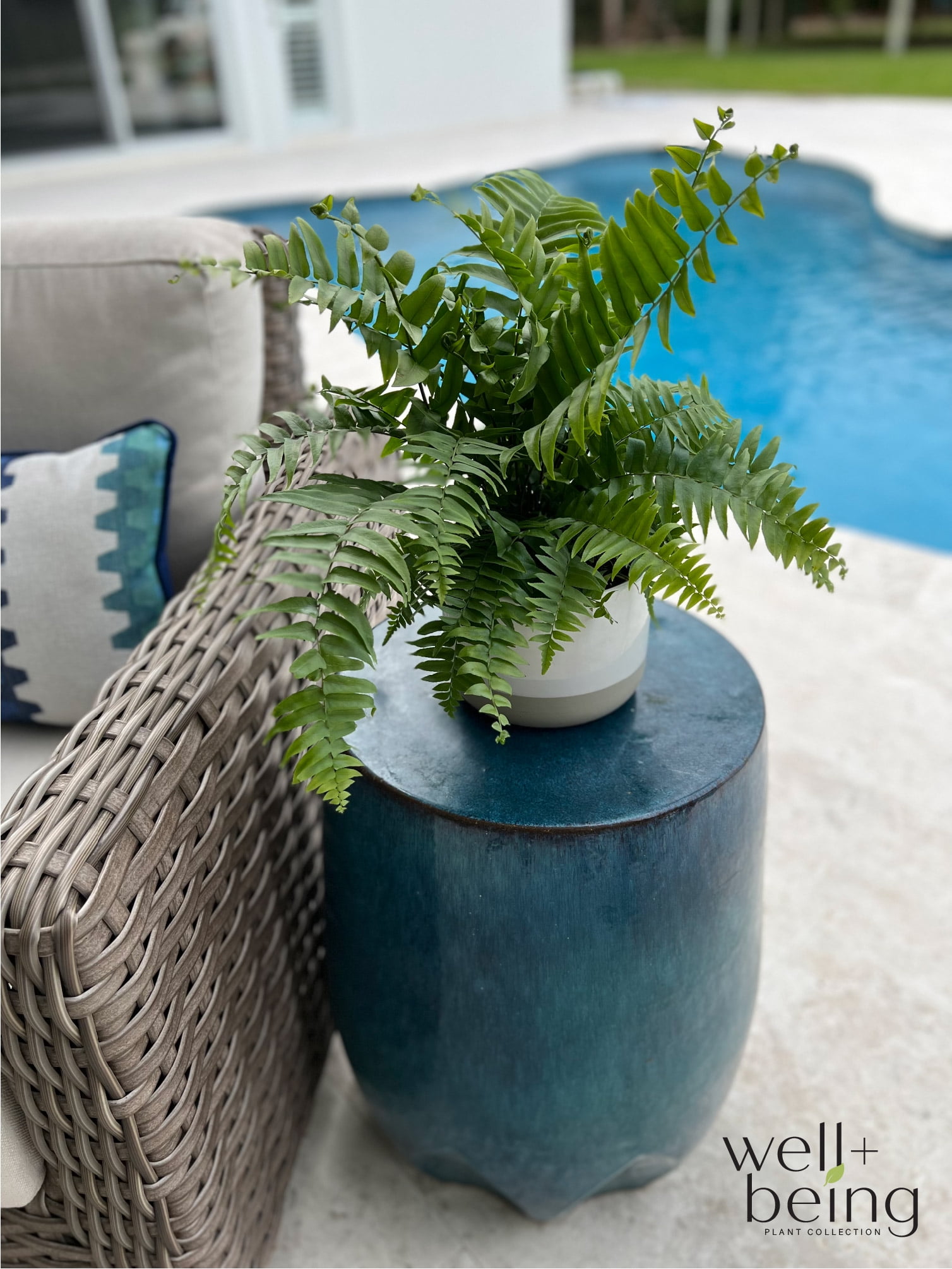 Nature's Way Farms Fern Macho Live Plant (18-24 in. Tall) in Grower Pot