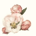 thumbnail image 2 of Liama, Lily 26x26 Gold Ornate Wood Framed with Double Matting Museum Art Print Titled - Enlightenment Blossom IV, 2 of 4