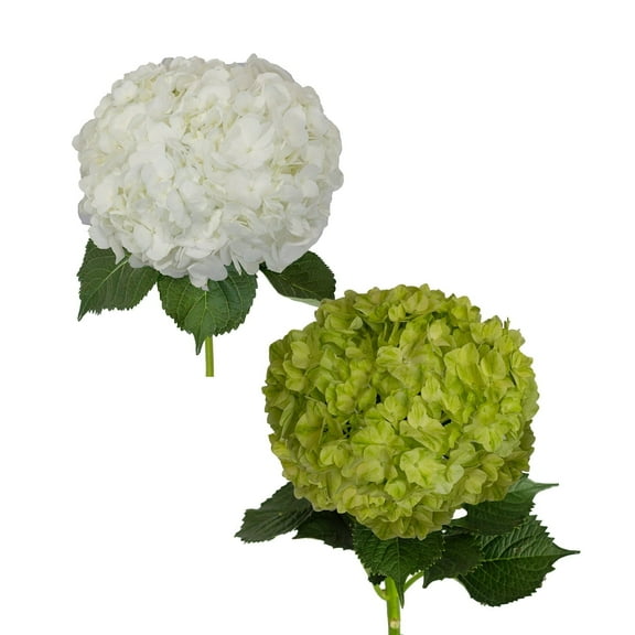 Bloomingmore Fresh Cut Flowers, 30 Hydrangeas White
