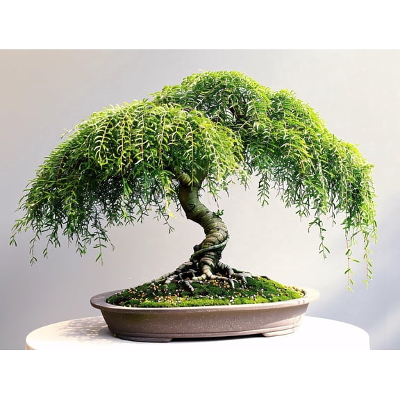 Strenght and Luck Willow Bonsai Cutting