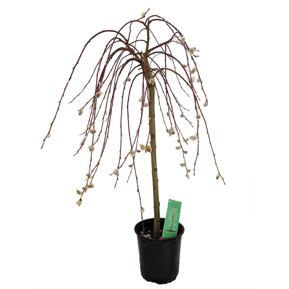 Tree of Enchantment Mini Weeping Pussy Willow Tree 2436