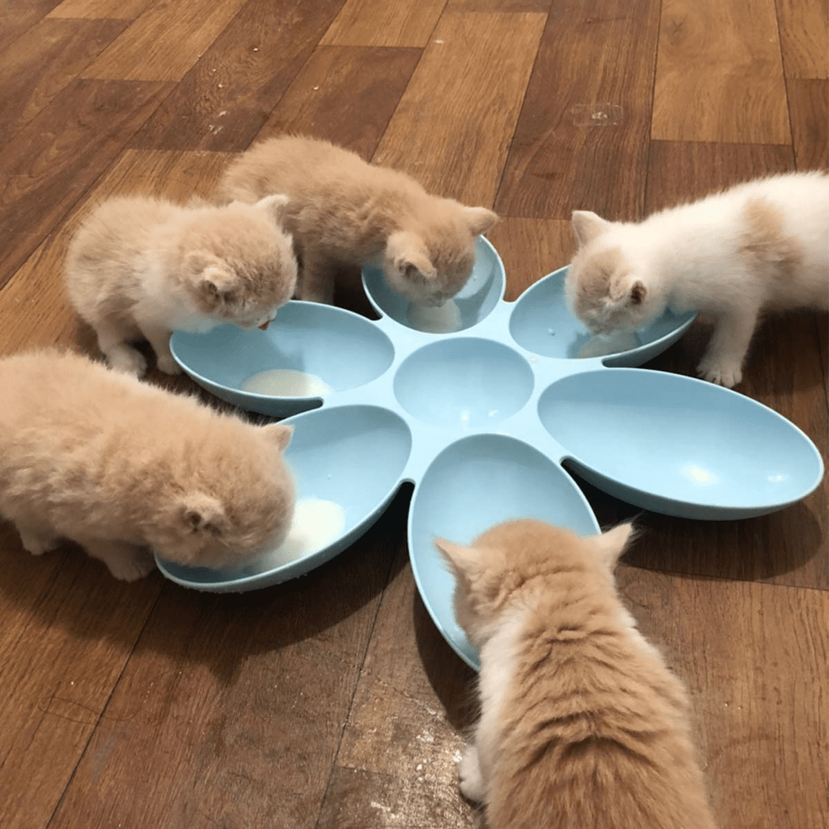 Cat Bowls Cat Food Water Bowls Dishes Multi Cat Feeder 6 Meal Kitten Food Bowl Multiple Cat Dinner with 6 Cat Bowls Kitty Cat Bowls Set Double Feeding Bowl Litter Food Feeding Weaning Feeder Walmart.c...