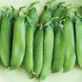 thumbnail image 3 of Burpee Organic Sugar Daddy Pea Vegetable Seed, 1-Pack, 3 of 4
