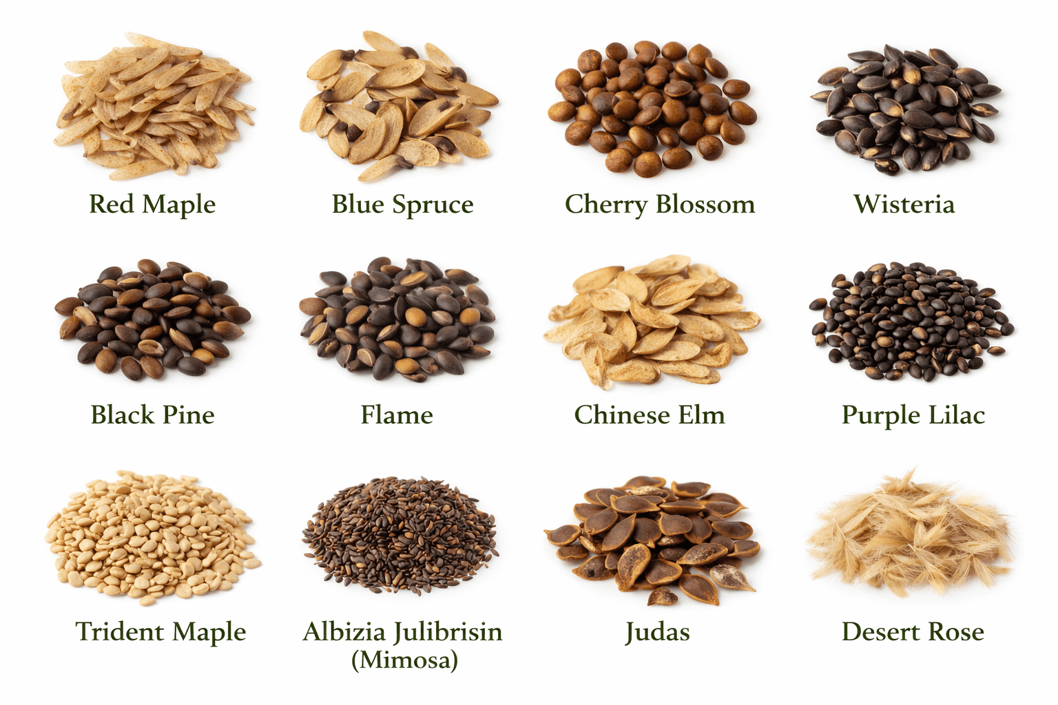 Bonsai Tree Seeds for Planting - Pick from 3 Kits or Get Them All (Kit 4 - All 18 Types)