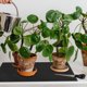 thumbnail image 4 of unbranded 1Jgo Alfombrilla Absorbente Automático Para Plantas Interiores Y Suculentas, 4 of 6