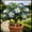 A, variant on Desert Rose, Low Maintenance - Easy Grow - Ideal for Beds Borders, Plant Pots & Planters