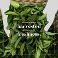 thumbnail image 5 of Uncle Lee's Organic Green Tea Bags, 106-Count Super Pack – Bright & Refreshing, Lightly Caffeinated Bulk Tea for Home, Office, Camping, 5 of 8