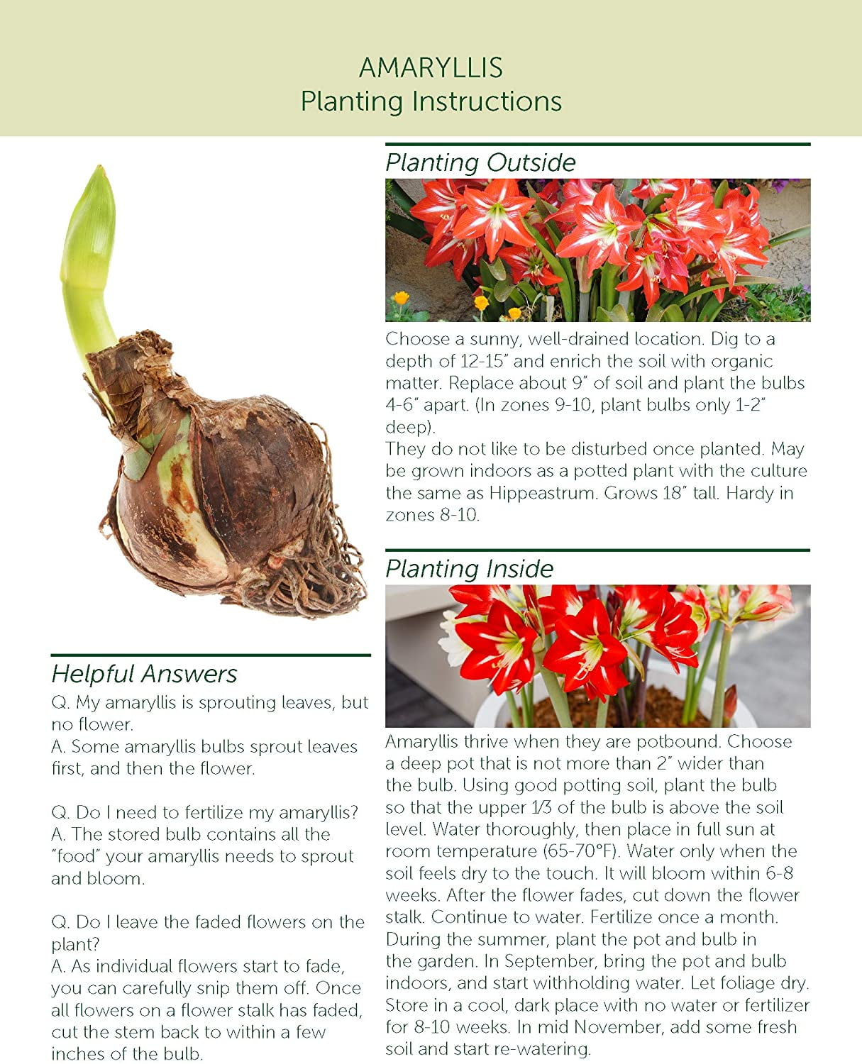 Bloomsz Apple Blossom Amaryllis Plant Bulbs (12 Count)