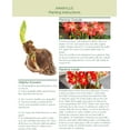thumbnail image 3 of Bloomsz Mixed Garden Amaryllis Bulbs Plant (12 Pack), 3 of 3