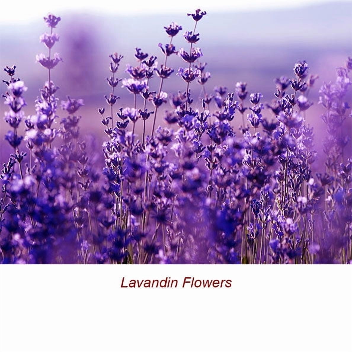 Lavandin Organic Essential Oil 15 ml (1/2 fl oz) - 100% Pure and Natural by Silky Scents