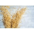 thumbnail image 2 of Munni Grass, 2 of 4