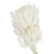 thumbnail image 1 of Uxcell 15.7in Flores Secas de Cola de Conejo, 70pcs Decoración de Hierba de Pampas, Cola de Conejo Natural, Hierba de Pampas Falsa Esponjosa Pequeña, Blanca, 1 of 6