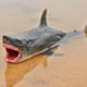thumbnail image 3 of Figura de acción de pez megalodon dunkleosteus terrelli, animal marino prehistórico de oenux, modelo de dinosaurio plesiosaurus, juguete de colección, 3 of 4