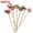 A, variant on 100pcs Wooden Appetizer Picks, Cocktail Skewers for Party, Christmas Gatherings, Fruit, Desserts