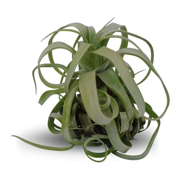 Tillandsia Streptophylla Guatemala Low Maintenance Air Plants