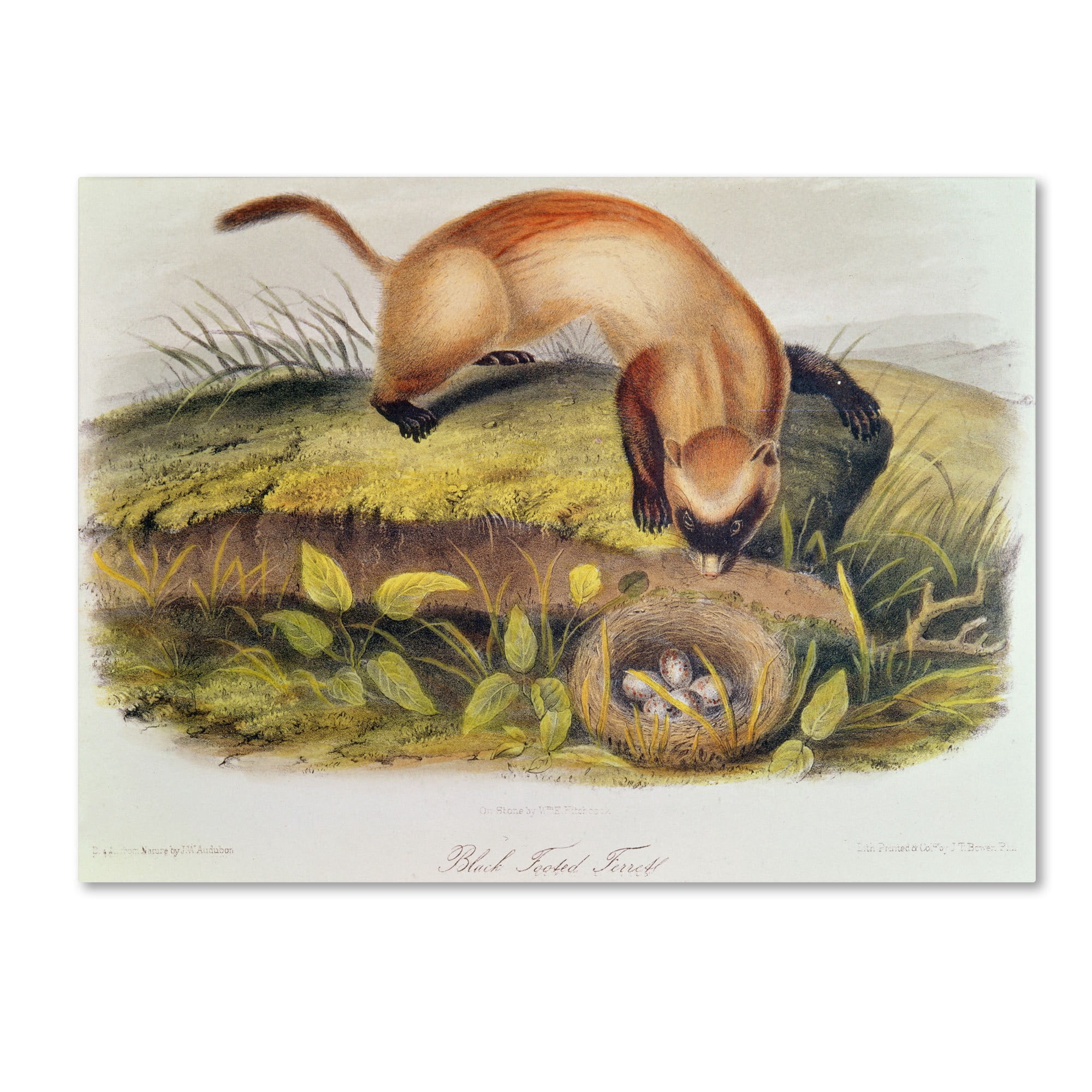 Trademark Fine Art "Black-Footed Ferret" Canvas Art by John James Audubon