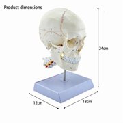 CEORPER Precise Human Display With Detachable Sections For School Lessons