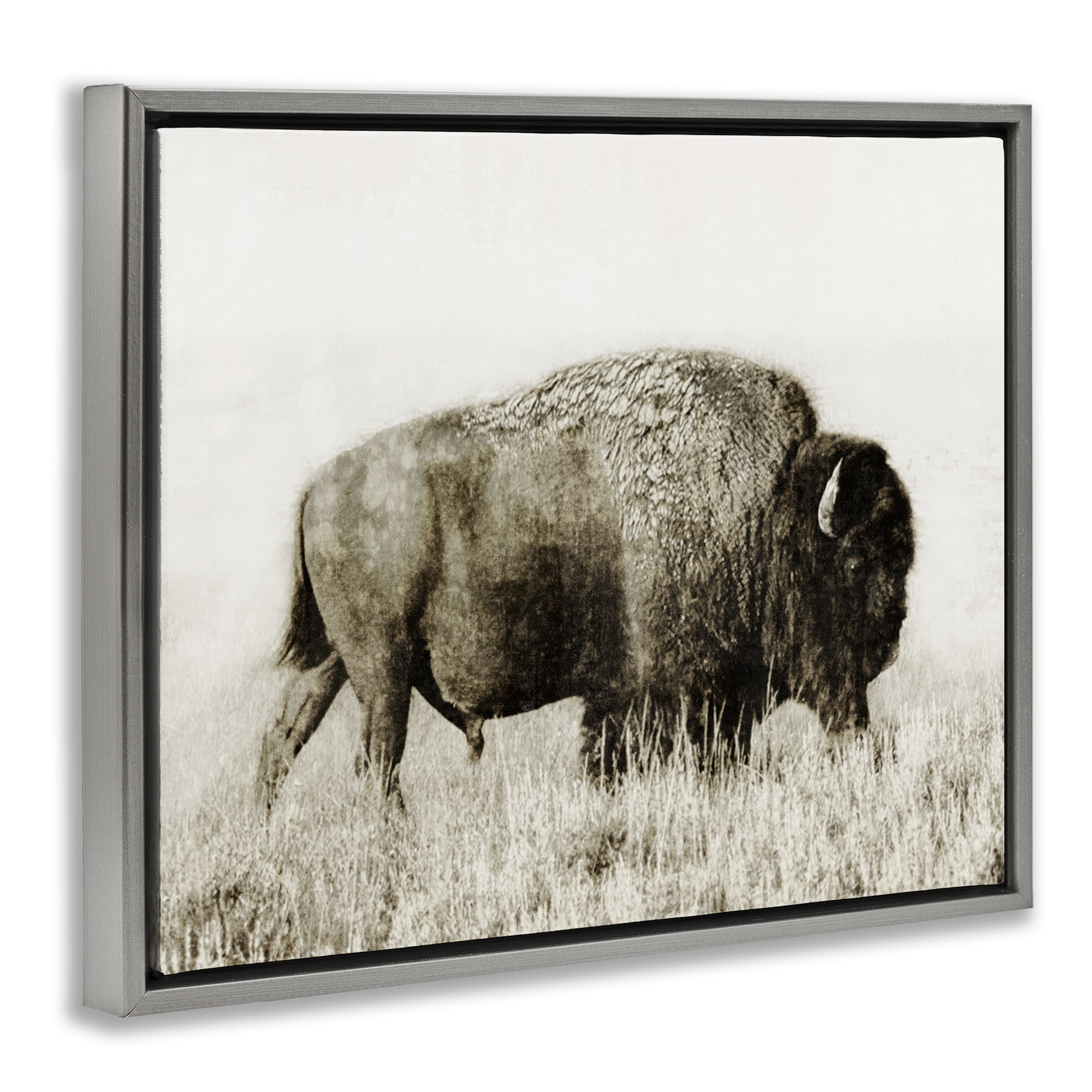 Stupell Industries Bison Grazing in Field Animals Photography Gray Floater Framed Canvas Art Print Wall Art, 21 x 17