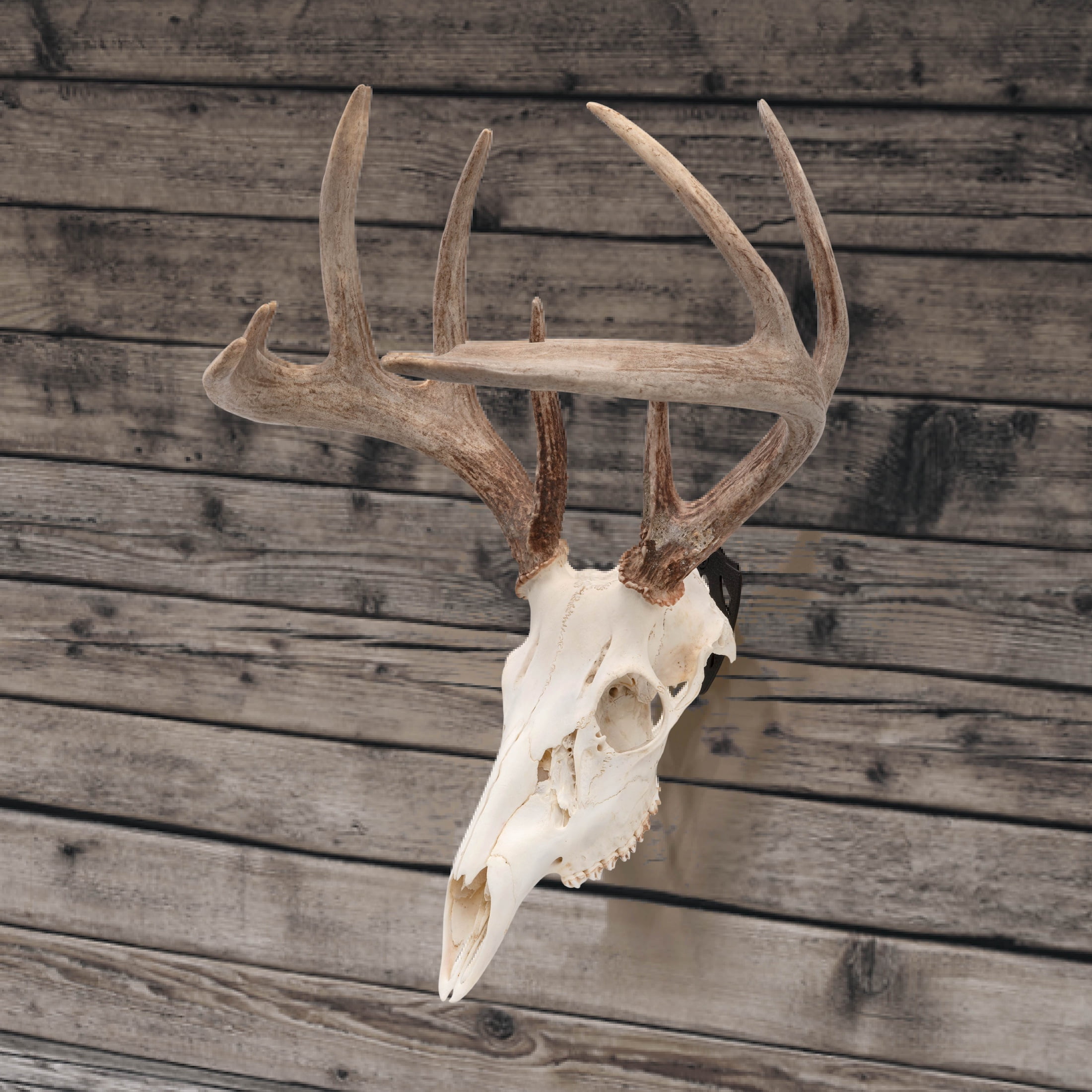 Allen Company EZ Mount Skull Peg - Steel European Mount Hanger - Matte Black