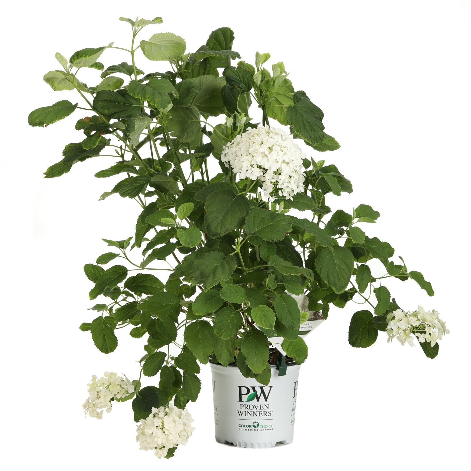 Proven Winners Incrediball Smooth Hydrangea Live Shrub Walmart Com