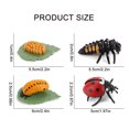 thumbnail image 3 of 4 Piece Insect Figure Animal Life Cycle Plastic Brood To Mature Period, 3 of 7