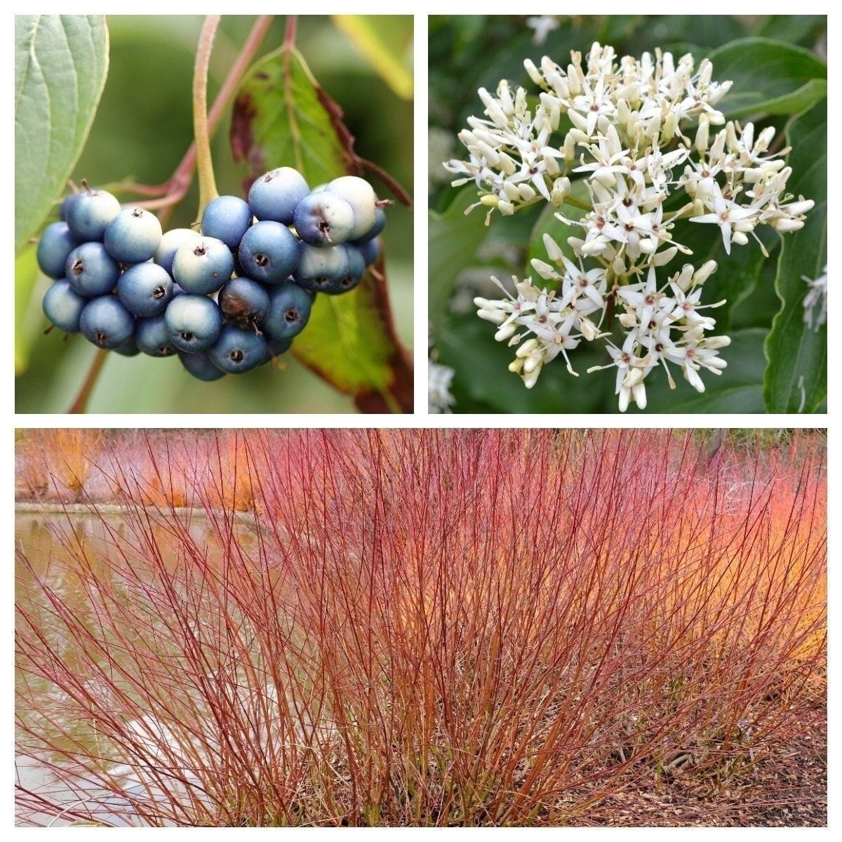 20 SILKY DOGWOOD Shrub Cornus Amomum syn. Coerulea Swida aka