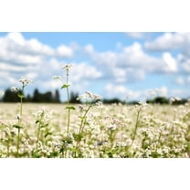 500 Buckwheat Seeds for Planting - Cover Crop, Grain, Bee Pasture, Pollinator, Wildlife Seed