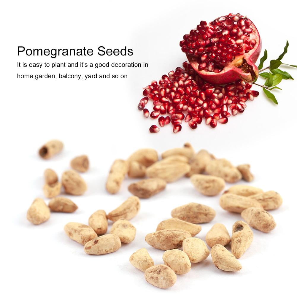 Garosa Home Pomegranate Seeds 15pcs Productive Sweet Fruit Pomegranate Seeds Decoration Home Yard Potted Bonsai Plants Pomegranate Seeds Walmart Canada