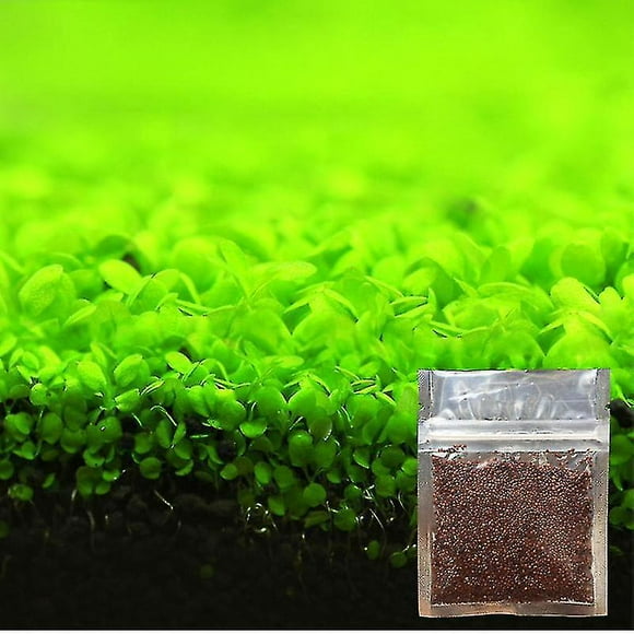 Aquarium Ornament Plant Seeds Fish Tank Landscape Decora Water Grass Seed Easy To Grow