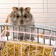 thumbnail image 4 of SHISUYAN Rabbit Hay Feeder Hanging Hay Feeder Convenient Bunny Feeder Rabbit Accessory, 4 of 9