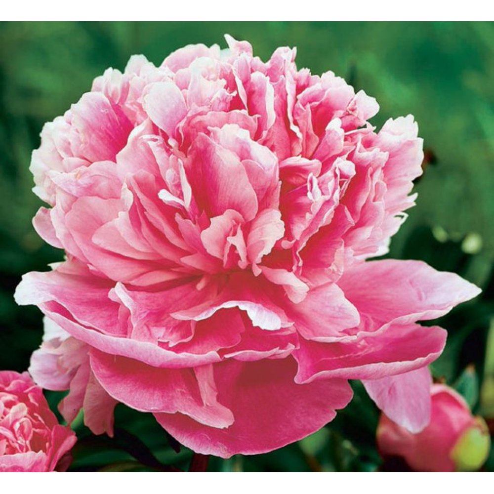 Better Homes and Gardens Outdoor Live Plant Peony Pink 1G